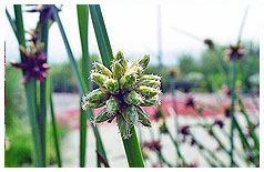 草堂花譜